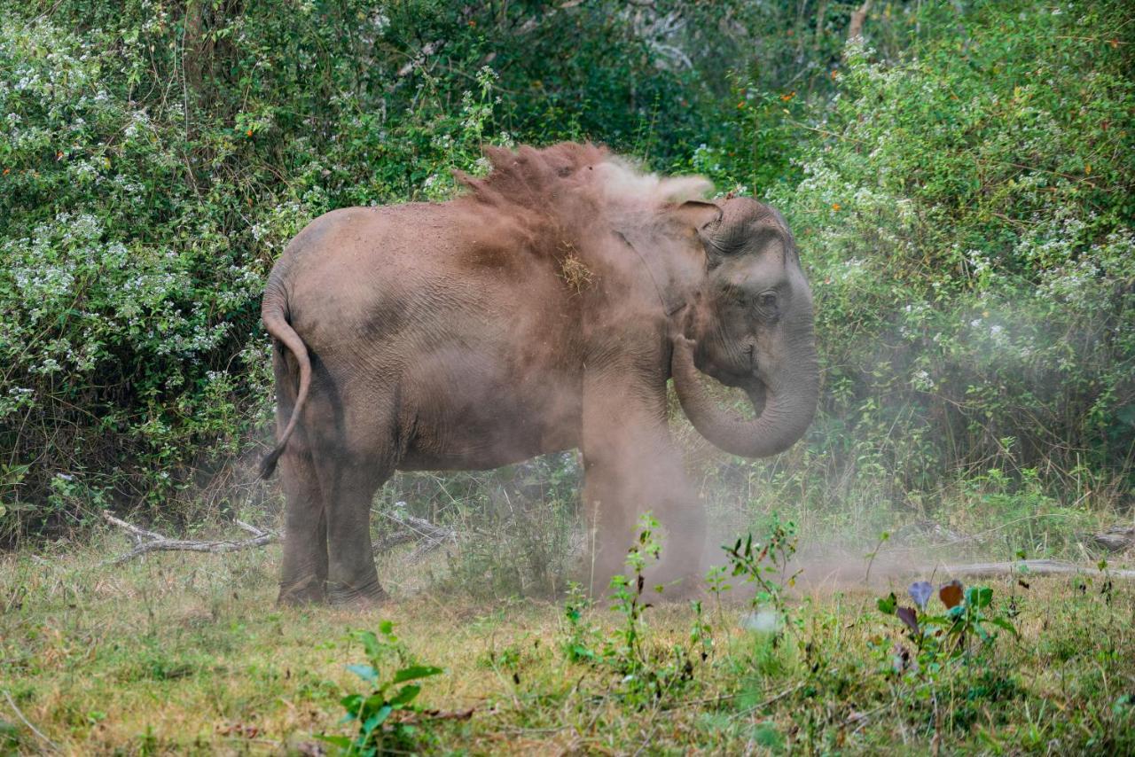 Kaav Safari Lodge, Kabini Begur Bagian luar foto